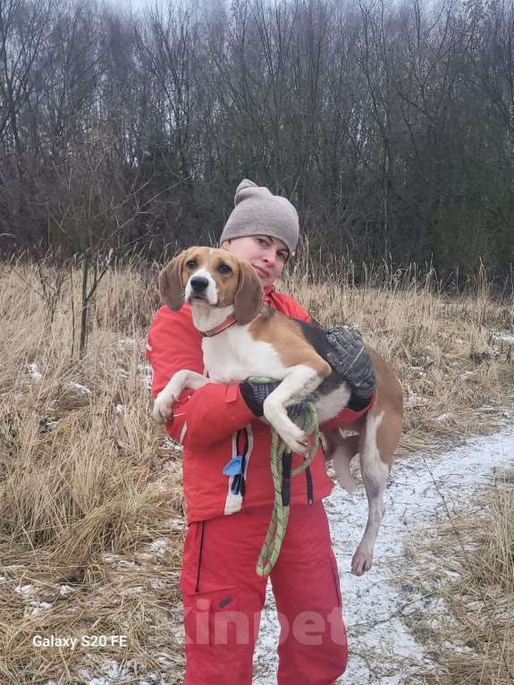 Собаки в Москве: Айя хочет домой Девочка, Бесплатно - фото 7