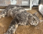 Кошки в Новосибирске: Отдам котика Васю в добрые руки Мальчик, Бесплатно - фото 2
