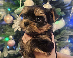 Собаки в Санкт-Петербурге: Щенок цветного йорка девочка  Девочка, 70 000 руб. - фото 2