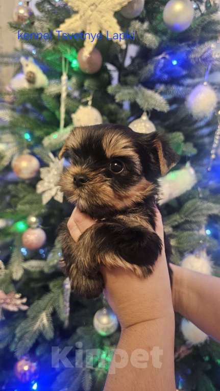 Собаки в Санкт-Петербурге: Щенок цветного йорка девочка  Девочка, 70 000 руб. - фото 2