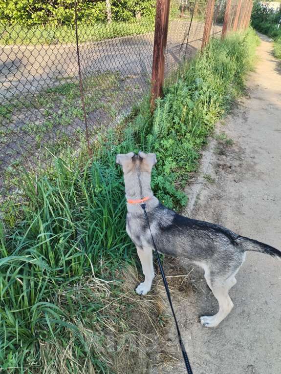 Собаки в других городах Московской области: Отдам щенка в добрые руки Мальчик, Бесплатно - фото 5