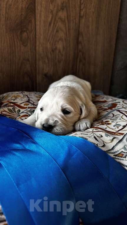 Собаки в Москве: Щенки золотистого ретривера Мальчик, 100 000 руб. - фото 3