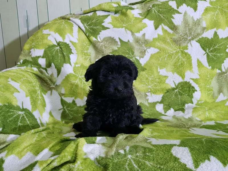 Собаки в Москве: Щенки коротколапики в добрые руки Мальчик, Бесплатно - фото 8