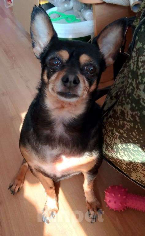 Собаки в Хабаровске: Потерялась собака в Южном микрорайоне Мальчик, Бесплатно - фото 1