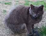 Кошки в Краснодаре: Котятки в добрые ручки  Девочка, Бесплатно - фото 8