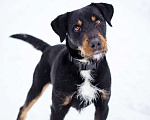 Собаки в Москве: Ярик- небольшой активный пёс в добрые руки! Мальчик, Бесплатно - фото 5