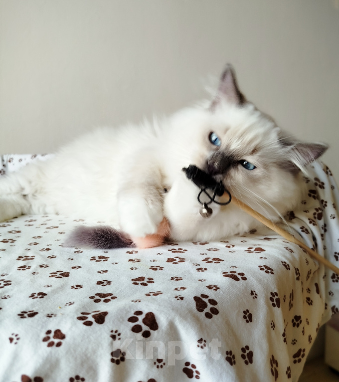 Кошки в Москве: Котик котёнок рэгдолл Мальчик, 60 000 руб. - фото 6