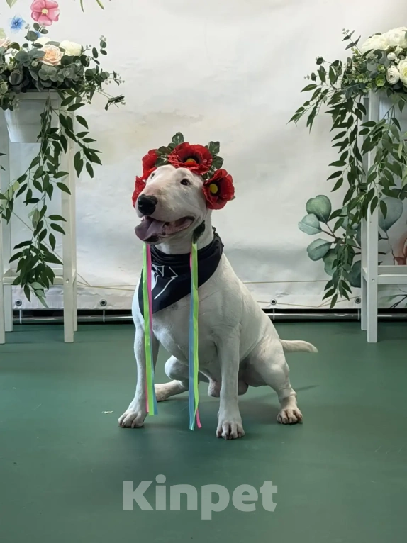 Собаки в Краснодаре: Предлагается кобель для вязки Мальчик, Бесплатно - фото 1