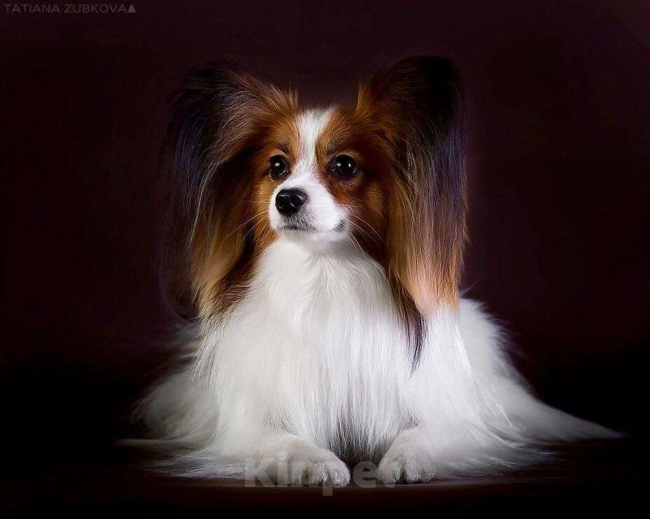 Собаки в Москве: Щенки континентального той спаниеля папийона Мальчик, 80 000 руб. - фото 2