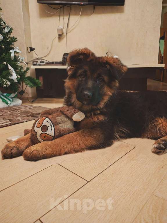 Собаки в Томске: Длинношерстная сука щенок Девочка, 70 000 руб. - фото 2