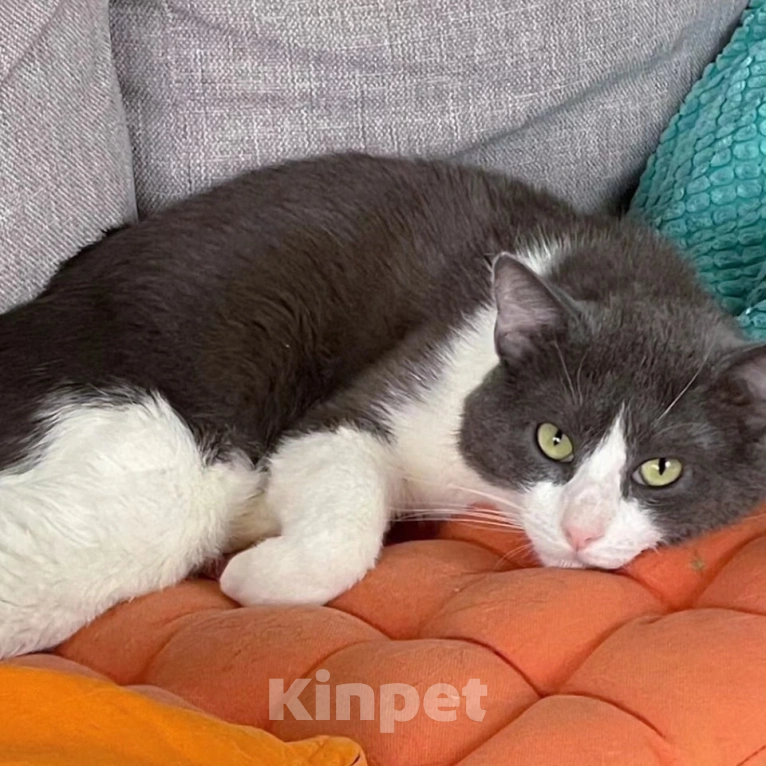 Кошки в Москве: Котика Сахарка хотели усыпить 🆘️ Срочный поиск дома  Мальчик, Бесплатно - фото 4