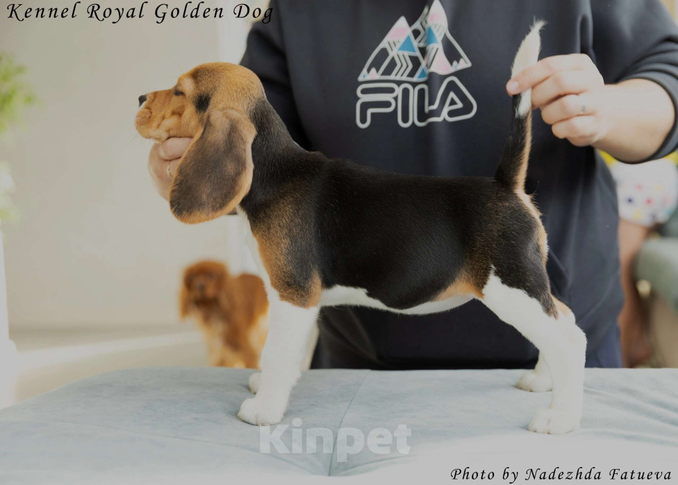 Собаки в Москве: Щенки Бигль  Девочка, 60 000 руб. - фото 3