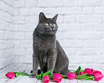 Кошки в Москве: Нимфа ждёт семью Девочка, Бесплатно - фото 2