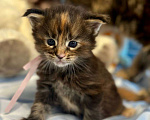 Кошки в Тюмени: Котята мейкун Девочка, 5 000 руб. - фото 2