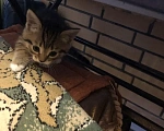 Кошки в Орле: Котята в добрые руки Мальчик, Бесплатно - фото 3