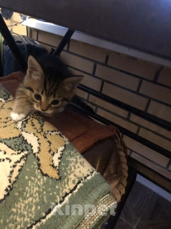 Кошки в Орле: Котята в добрые руки Мальчик, Бесплатно - фото 3