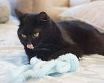 Кошки в Москве: Котик Мартин в добрые руки Мальчик, Бесплатно - фото 1