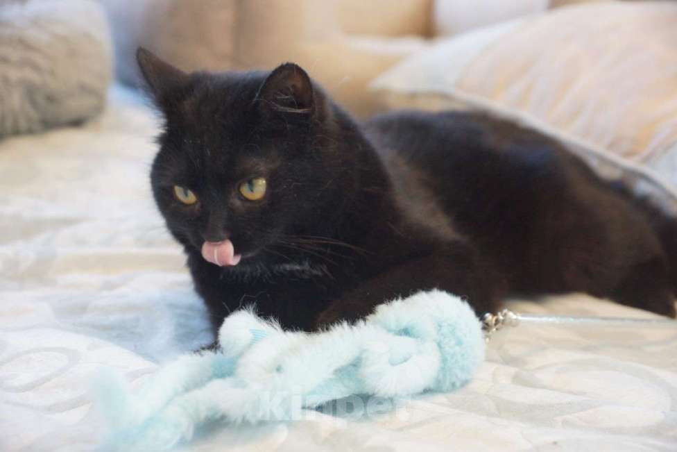 Кошки в Москве: Котик Мартин в добрые руки Мальчик, Бесплатно - фото 1