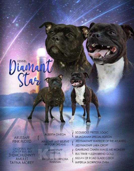 Собаки в Искитиме: Щенок стаффбуля  девочка Девочка, Бесплатно - фото 2