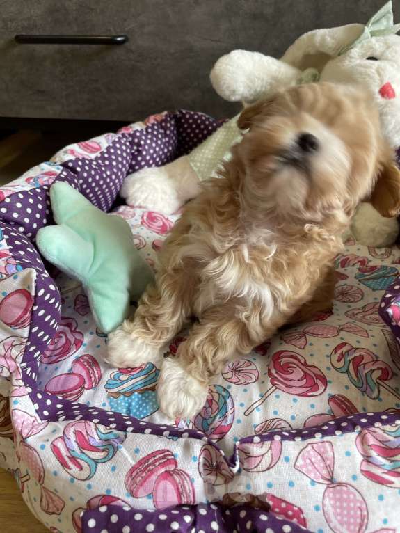 Собаки в Москве: Мальтипу micro Мия Девочка, 150 руб. - фото 8