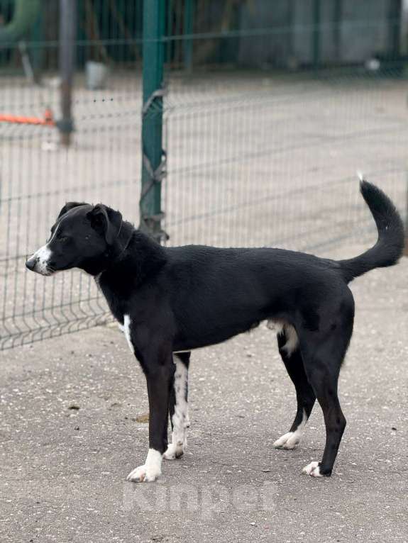 Собаки в Москве: Поляк  Мальчик, Бесплатно - фото 4