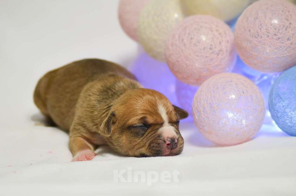 Собаки в Москве: Яркий рыжий мальчик Мальчик, 50 000 руб. - фото 2