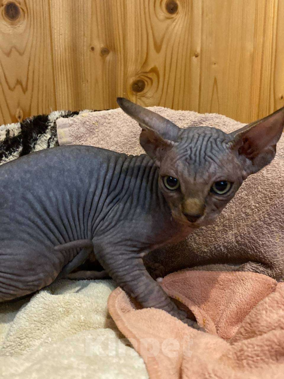 Кошки в Москве: Харизматичный канадец Мальчик, 45 000 руб. - фото 1