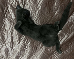 Кошки в Махачкале: Серый котёнок (4 месяца) Девочка, Бесплатно - фото 2