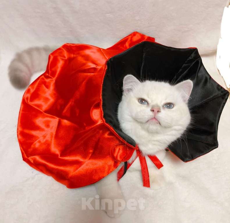 Кошки в Москве: Британчик золого окраса Мальчик, 40 000 руб. - фото 2