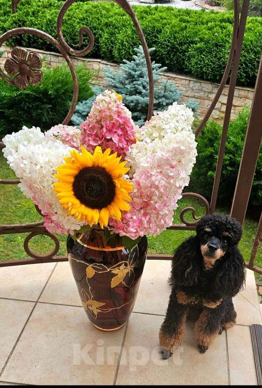 Собаки в Москве: Чили пудель Девочка, 80 000 руб. - фото 3