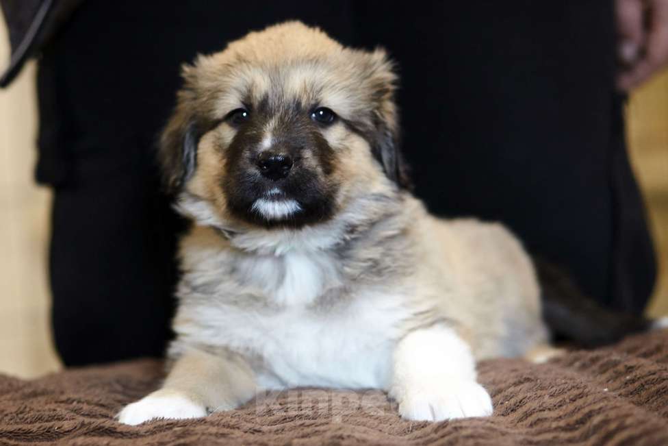 Собаки в Красногорске: Малышка Бель 1,5 месяца в добрые руки  Девочка, Бесплатно - фото 1