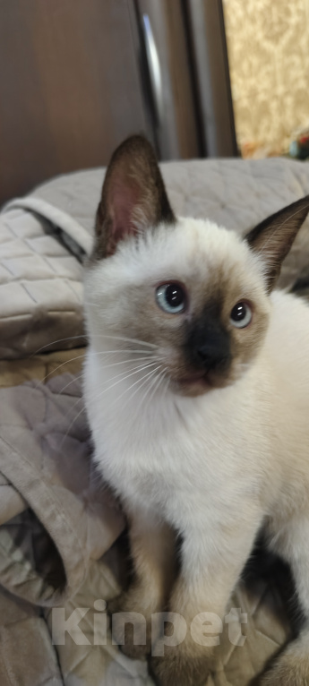 Кошки в Ростове-на-Дону: Котик тайский с незабудковыми глазками Мальчик, 10 000 руб. - фото 1