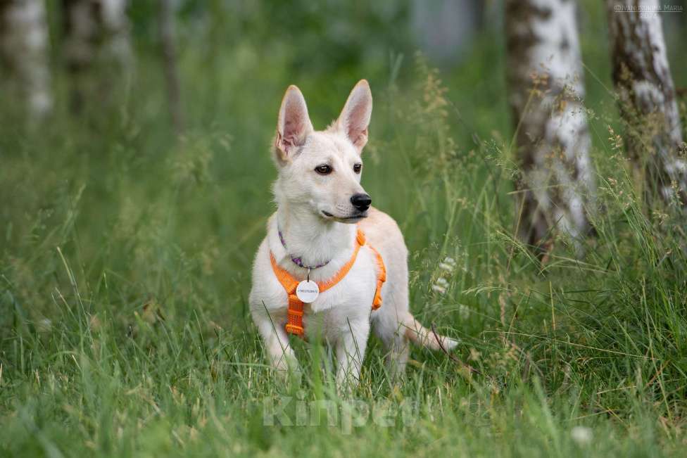 Собаки в Наро-Фоминске: Коротколапик Тео Мальчик, Бесплатно - фото 2