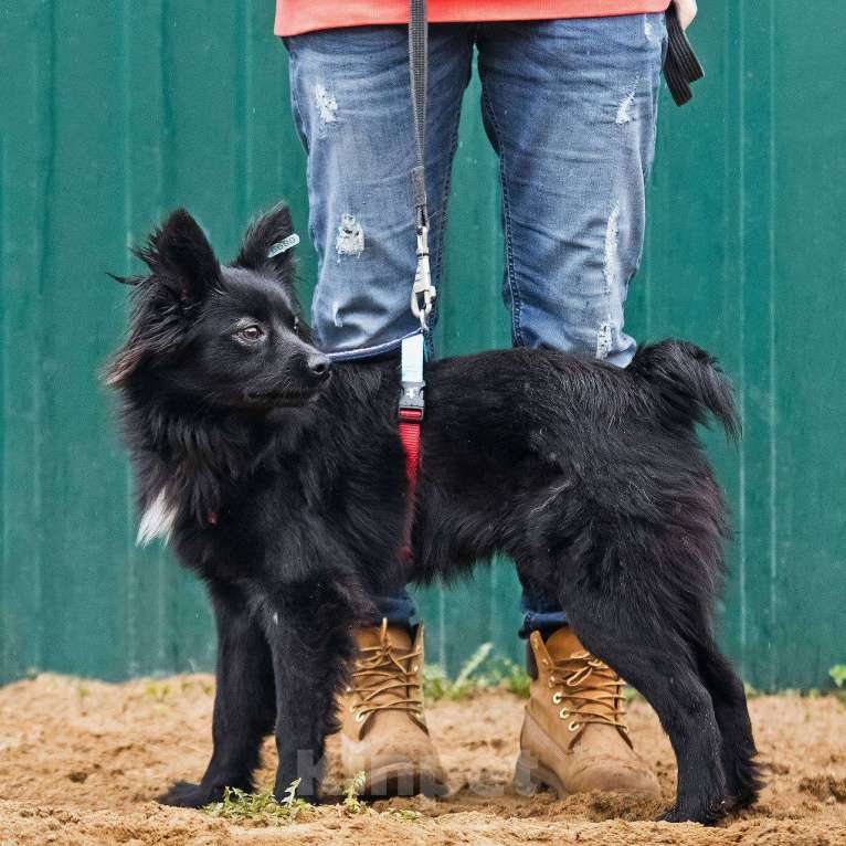 Собаки в других городах Московской области: Найт ищет семью Мальчик, Бесплатно - фото 3