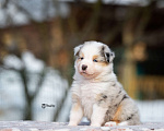 Собаки в Москве: Австралийская овчарка, щенок аусси Девочка, 150 000 руб. - фото 6