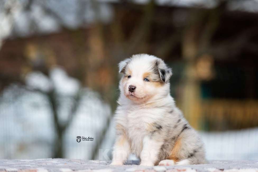 Собаки в Москве: Австралийская овчарка, щенок аусси Девочка, 150 000 руб. - фото 6