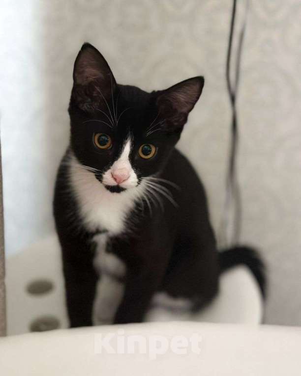 Кошки в Москве: Черно-белый котенок Вася ищет свою семью! Москва, МО Мальчик, Бесплатно - фото 2