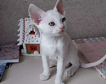 Кошки в Петрове Валу: Девон-рекс, 30 000 руб. - фото 2