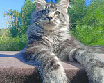 Кошки в Москве: Котенок породы мейн-кун  Мальчик, 90 000 руб. - фото 3