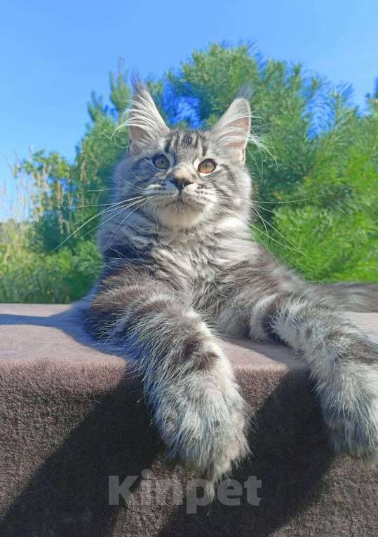 Кошки в Москве: Котенок породы мейн-кун  Мальчик, 90 000 руб. - фото 3