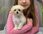 Собаки в Москве: Мальтипу девочка 1 Девочка, 180 000 руб. - фото 6