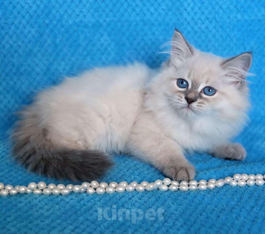 Кошки в Москве: Котик Дарий окраса блю тебби пинт.  Мальчик, 50 000 руб. - фото 3