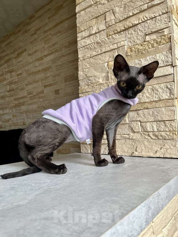 Кошки в Москве: Девон Рекс девочка шикарная  Девочка, 35 000 руб. - фото 6