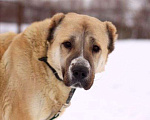 Собаки в Видном: Алабайка Китнисс, 2 года Девочка, Бесплатно - фото 1