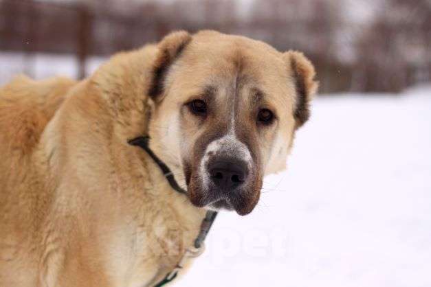 Собаки в Видном: Алабайка Китнисс, 2 года Девочка, Бесплатно - фото 1