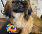 Собаки в Смоленске: Мини ши тцу Мальчик, Бесплатно - фото 1