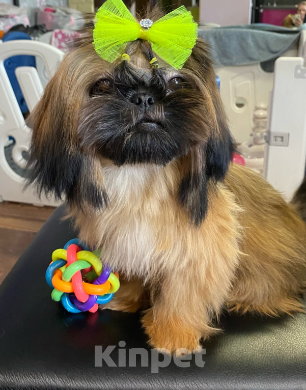 Собаки в Смоленске: Мини ши тцу Мальчик, Бесплатно - фото 1