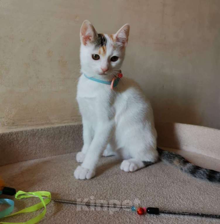 Кошки в Москве: Ласковая 4 мес красавица Белочка в добрые руки Девочка, Бесплатно - фото 4