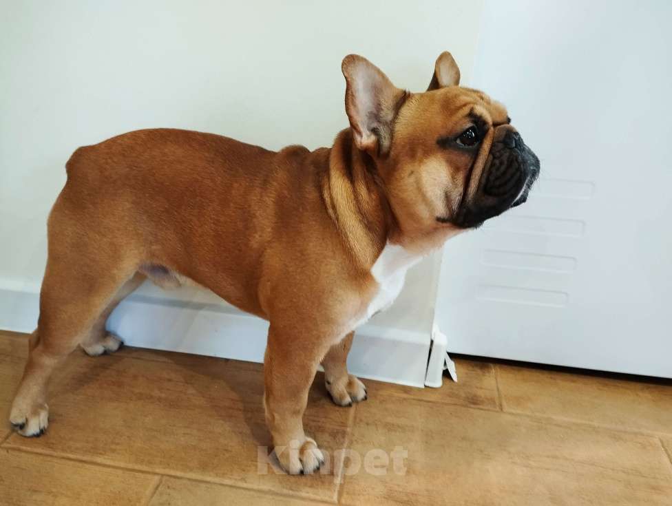 Собаки в Уфе: Французский бульдог вязка Мальчик, 15 000 руб. - фото 1