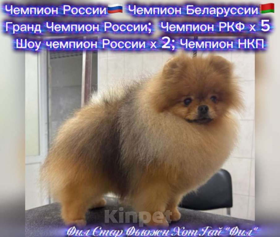 Собаки в Звенигороде: Вязка Померанского шпица Мальчик, 25 руб. - фото 1